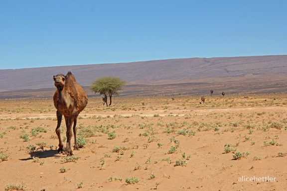 Dromedar (Camelus dromedarius)
